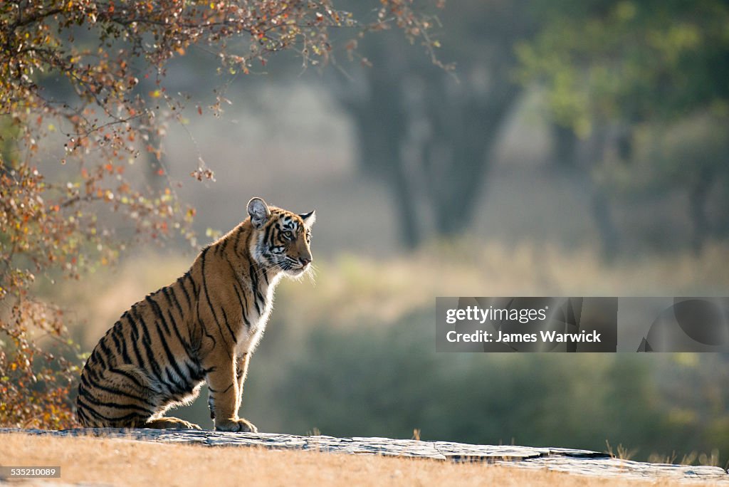 Bengal tiger cub sitting on rocky ledge