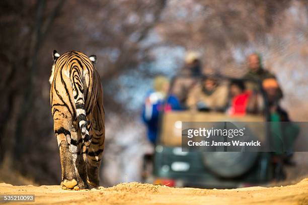 bengal tiger approaching tourists in jeep - ranthambore national park stock pictures, royalty-free photos & images