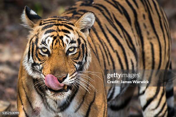 bengal tigress licking nose - a bengal tiger stockfoto's en -beelden