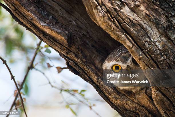 spotted owlet in tree hollow - peeking stock-fotos und bilder