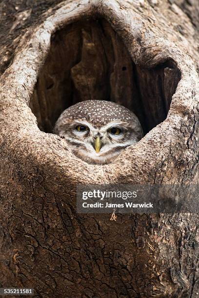 spotted owlet in tree hollow - tree hollow stock pictures, royalty-free photos & images