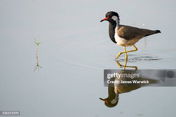 red-wattled lapwing wading - 水につかる ストックフォトと画像