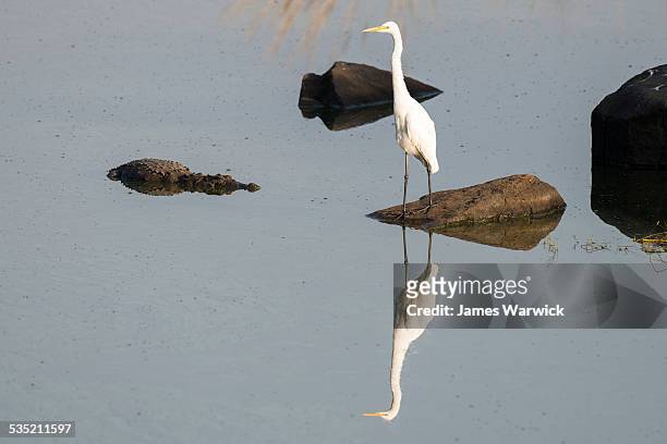 intermediate egret with indian 'mugger' crocodile - makar stockfoto's en -beelden