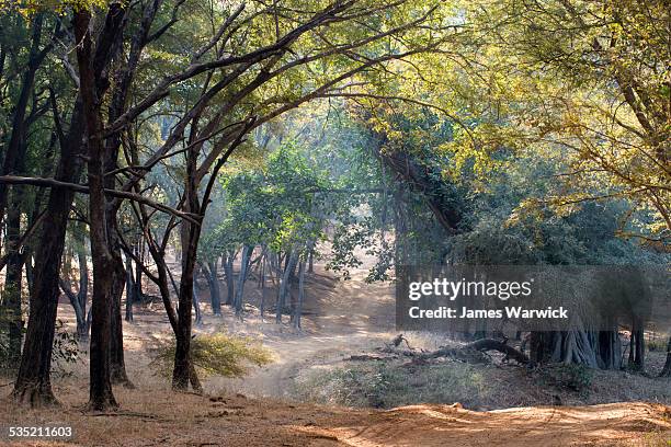 track through bengal tiger forest - ranthambore national park stock pictures, royalty-free photos & images