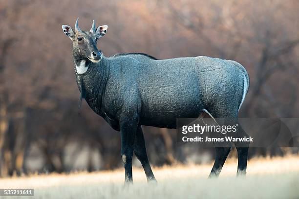 304 Nilgai Photos and Premium High Res Pictures - Getty Images