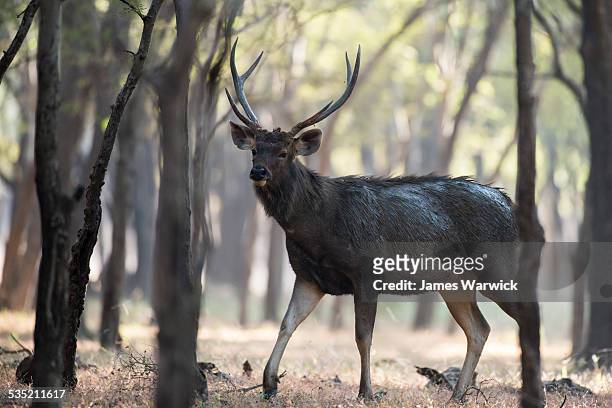 769 Sambar Deer Photos and Premium High Res Pictures - Getty Images