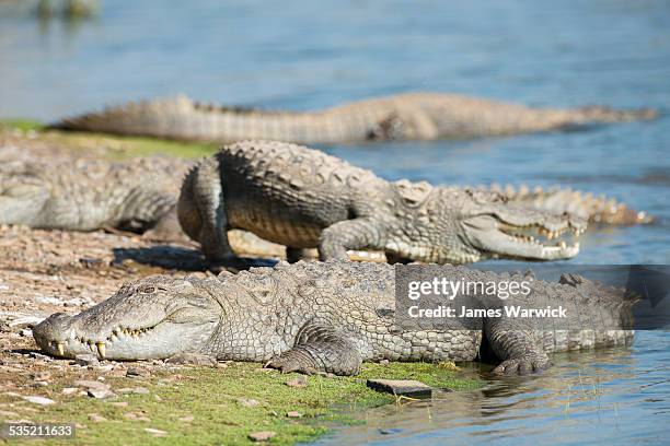 indian 'mugger' crocodiles sunbathing - makar stockfoto's en -beelden