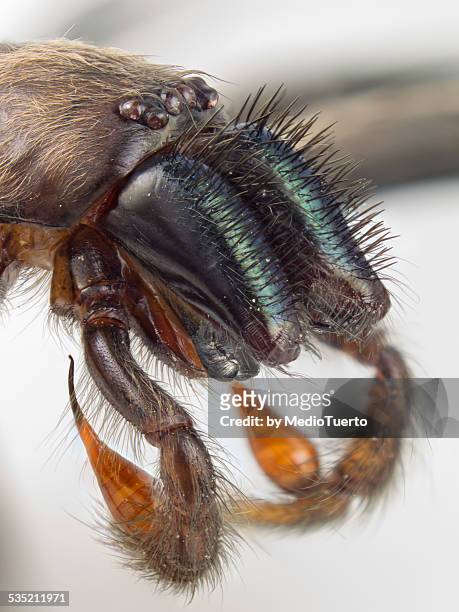 chelicerae and pedipalps - pedipalp stock pictures, royalty-free photos & images