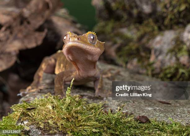 gecko with attitude! - animal's crest stock pictures, royalty-free photos & images