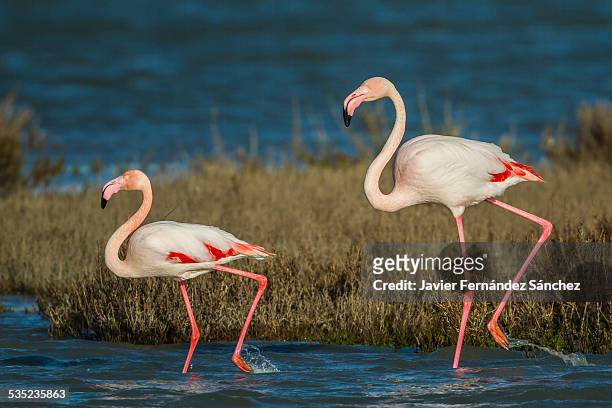 flamingo, couple, la camargue, synchrony - greater flamingo stock pictures, royalty-free photos & images