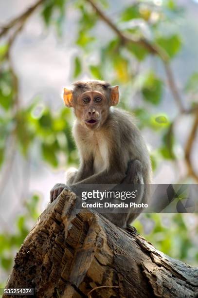 rhesus monkey near elephanta caves in mumbai, maharashtra, india. - macaque foto e immagini stock