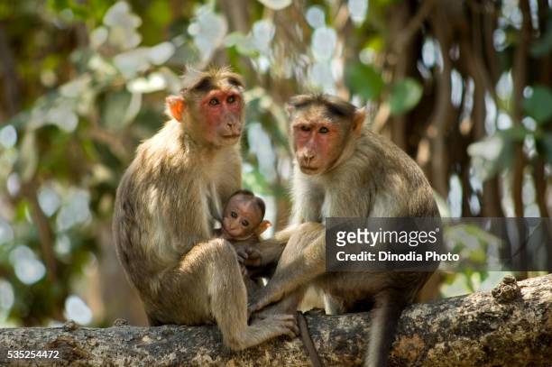 rhesus monkeys near elephanta caves in mumbai, maharashtra, india. - rhesus macaque stock pictures, royalty-free photos & images