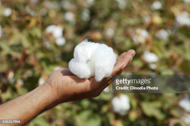 worker holding cotton in a cotton field in gujarat, india. - planta de algodón fotografías e imágenes de stock