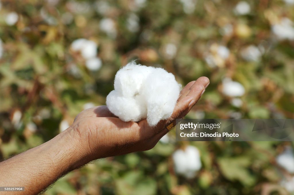 Worker holding cotton in a cotton field in Gujarat, India.