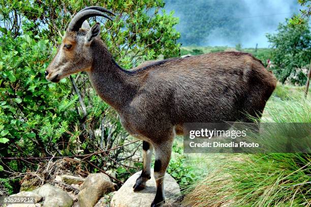 nilgiri tahr wild goat in eravikulam national park in munnar, kerala, india. - nilgiri tahr stock pictures, royalty-free photos & images