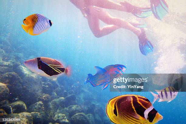 snorkelers with variety of tropical reef fish in kauai, hawaii - butterflyfish stock pictures, royalty-free photos & images