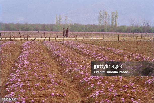safron flowers in bloom in jammu and kashmir, india. - saffron stock pictures, royalty-free photos & images