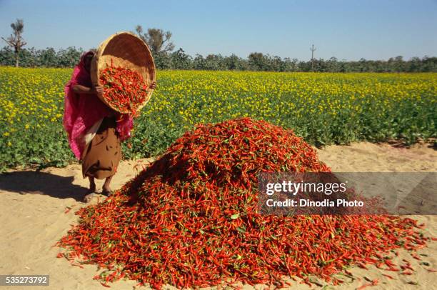 red chillies in jodhpur, rajashtan, india. - indian spice stock pictures, royalty-free photos & images