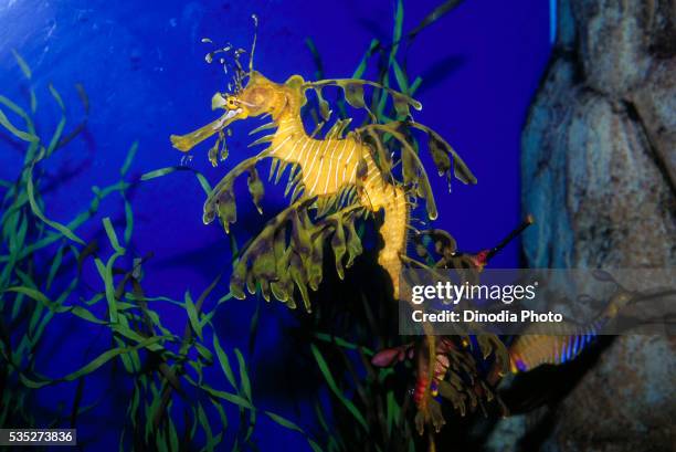sea horse underwater at sentosa island, singapore. - underwater world singapore on sentosa stock pictures, royalty-free photos & images
