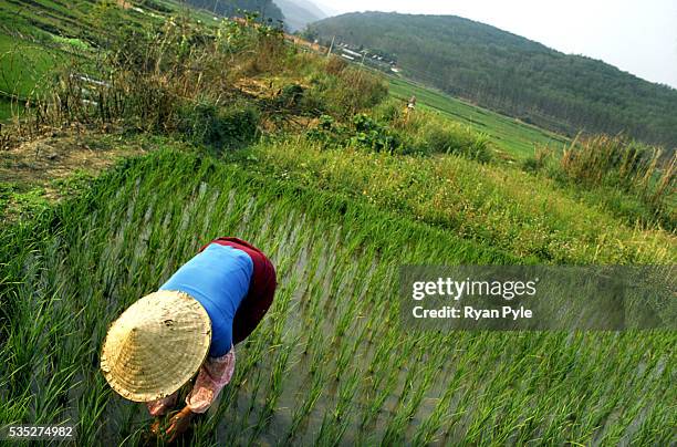 Woman works in the rice fields in China's Xishuangbanna region. In the 1940's and 1950's China's Xishuangbanna region was a remote tropical...