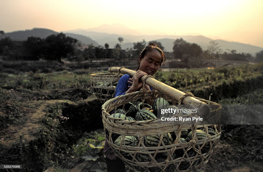 China - Yunnan - Xishuangbanna - A Woman Carries Melons