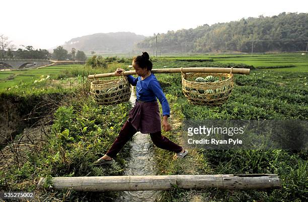 Woman carries melons using a wooden stick and a wooden basket in China's Xishuangbanna region. In the 1940's and 1950's China's Xishuangbanna region...
