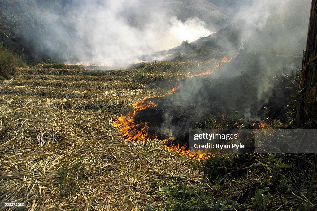 China - Yunnan - Xishuangbanna - Burning Crops