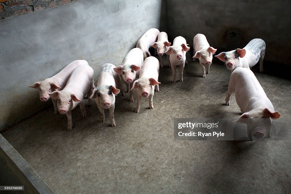 China - Sichuan - Pig Flu - Healthy Pigs Cluster Together