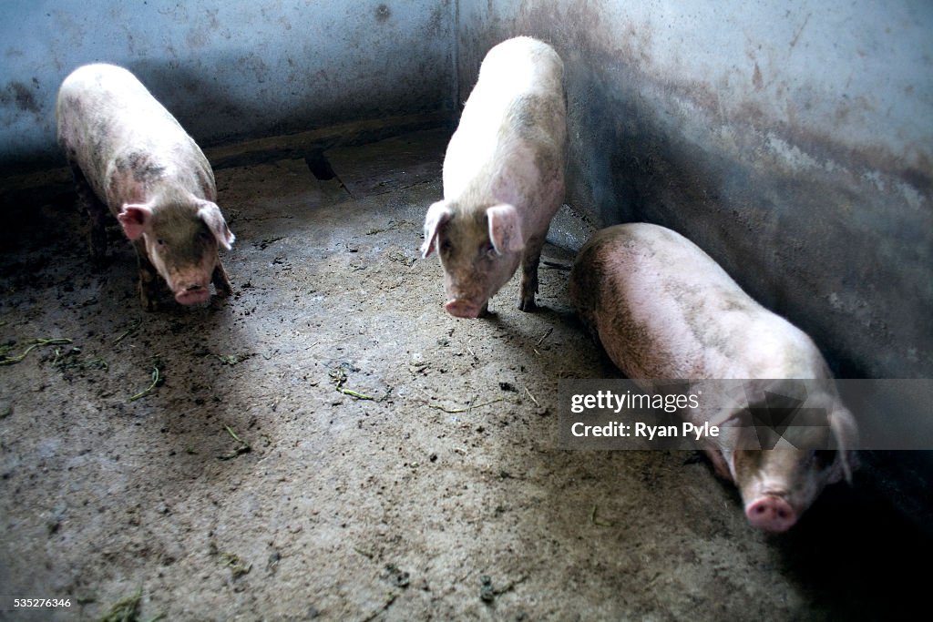 China - Sichuan - Pig Flu - One Sick Pig, Two Healthy Pigs