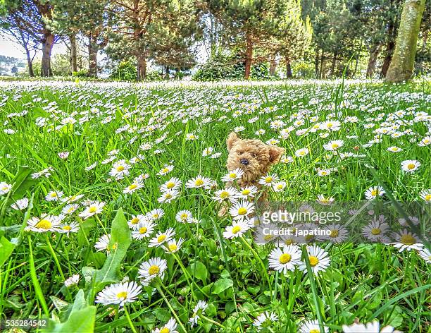 puppy in the middle of a field of daisies - troll personagem fictício - fotografias e filmes do acervo