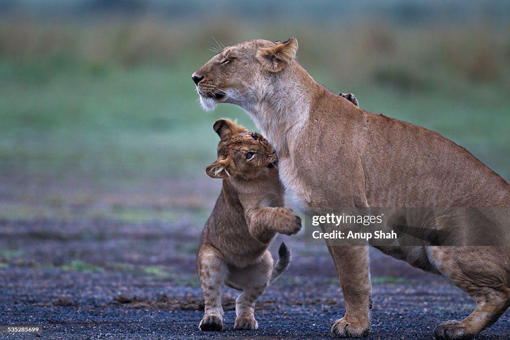 Lioness playing with a cub aged about 1 year