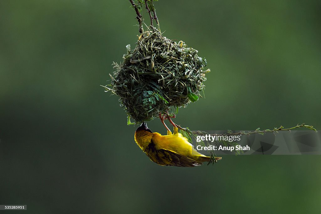 Black-headed weaver preparing nest