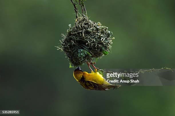 black-headed weaver preparing nest - weaverbird stock pictures, royalty-free photos & images