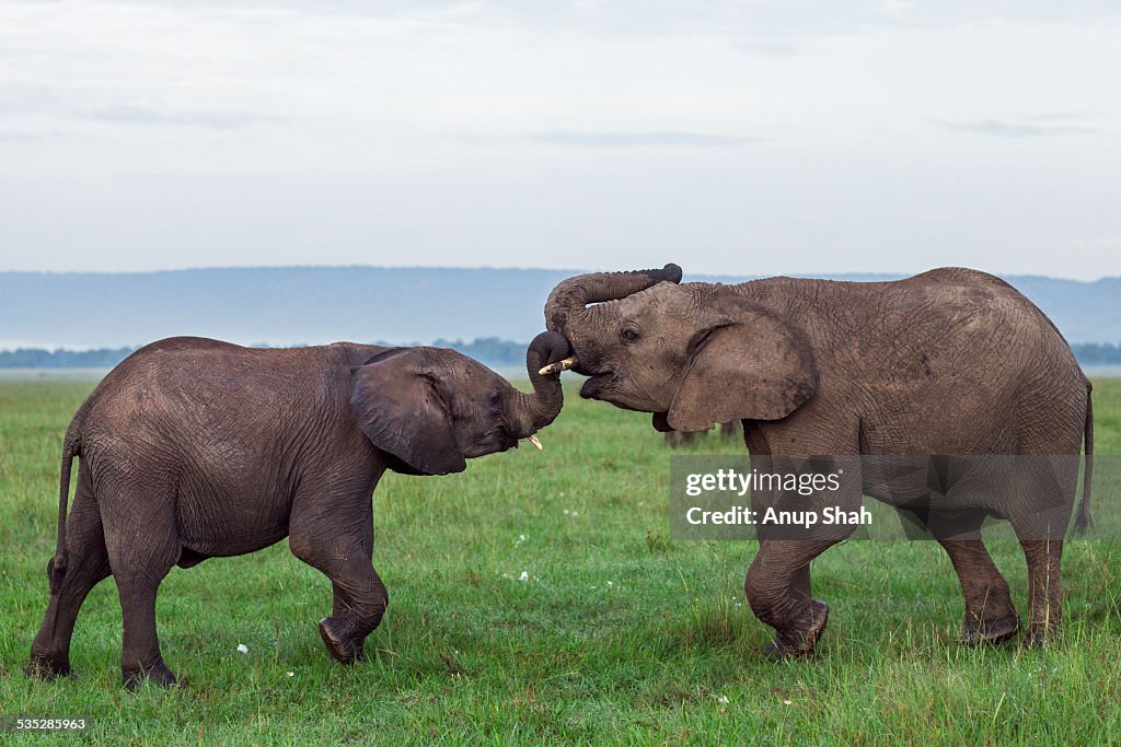 African elephant adolescents play fighting