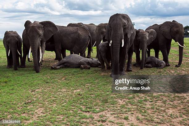 african elephant herd guarding sleeping babies - sleeping elephant stock pictures, royalty-free photos & images