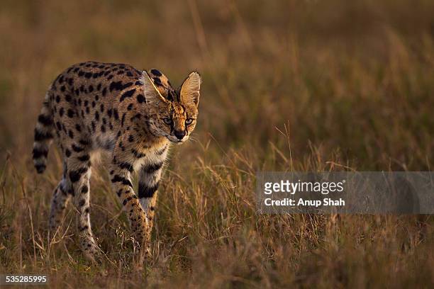 serval male walking through grass - serval stock-fotos und bilder