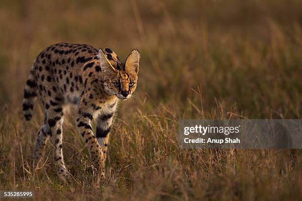 serval male walking through grass - serval stockfoto's en -beelden