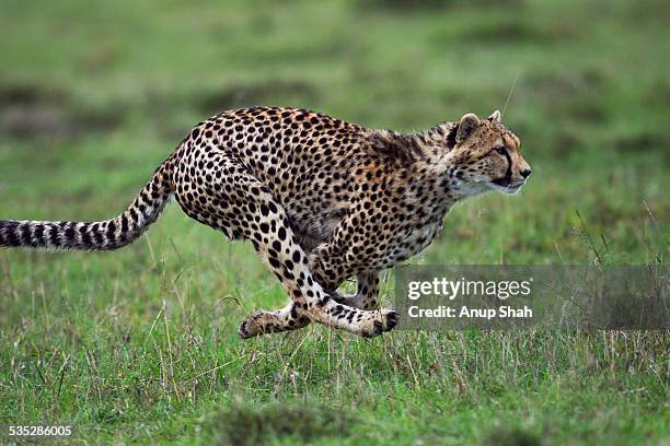 cheetah cub aged about 1 year running - cheetah running stock pictures, royalty-free photos & images