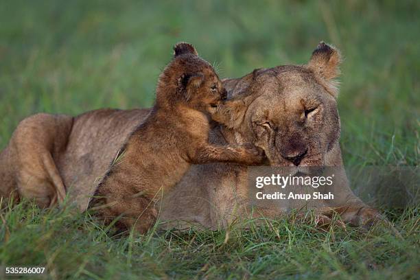 lioness with playful cub aged about 2 months - lion lioness stock pictures, royalty-free photos & images