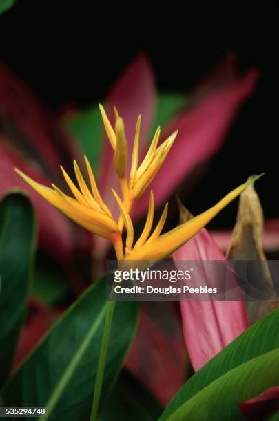 heliconia flower - hawaiian heliconia stock pictures, royalty-free photos & images