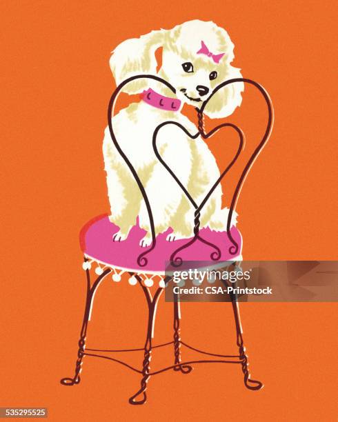 bildbanksillustrationer, clip art samt tecknat material och ikoner med poodle dog on chair - poodle