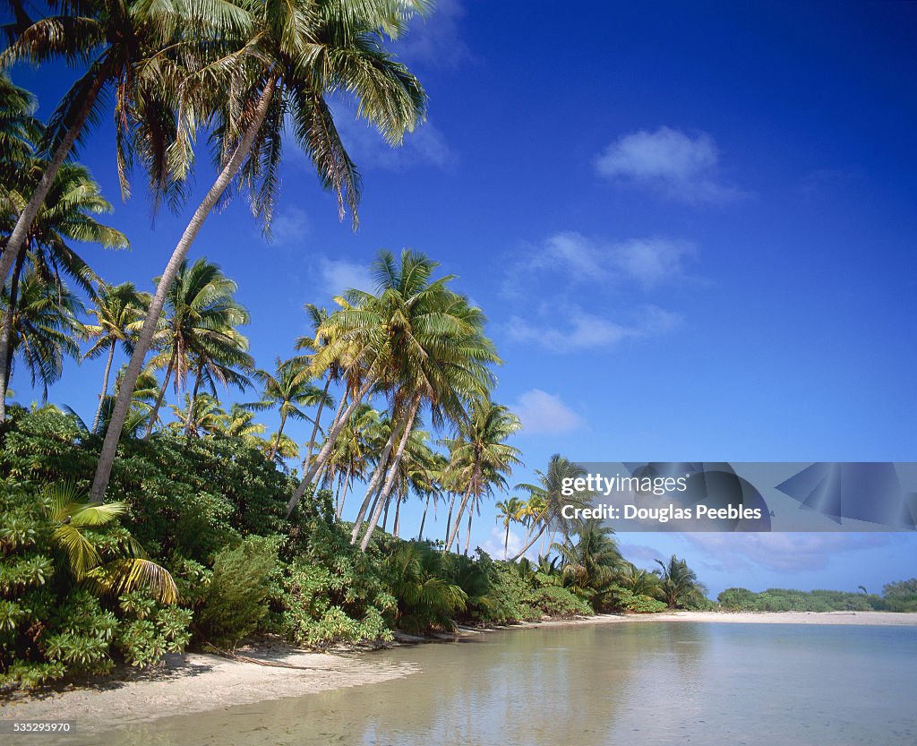 Palm Trees on Tetiaroa