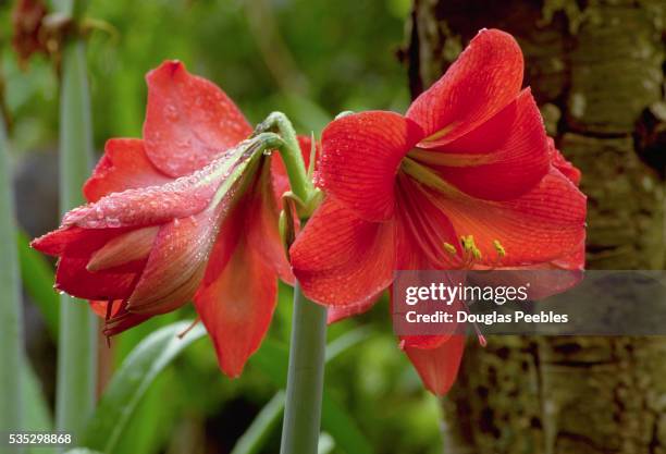 red amaryllis flowers covered in dew - amaryllis stock-fotos und bilder