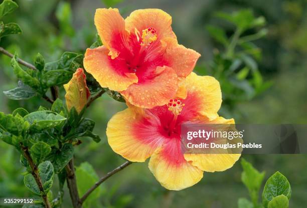 dew-covered yellow and red hibiscus flowers - hibiscus flower stock-fotos und bilder