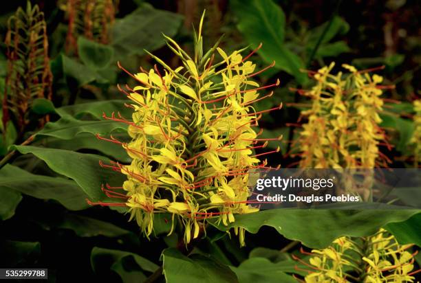 yellow flowers blooming on kahili ginger plant - hedychium gardnerianum stock pictures, royalty-free photos & images