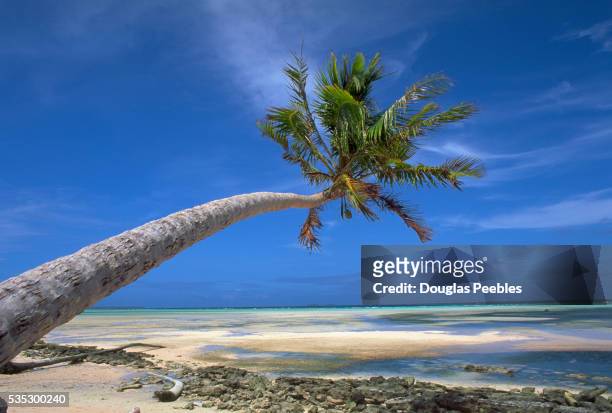 palm tree hanging over beach on laura island - marshalleilanden stockfoto's en -beelden