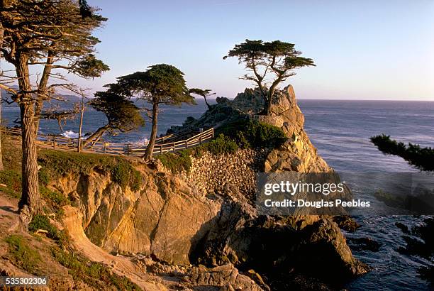 Lone Cypress