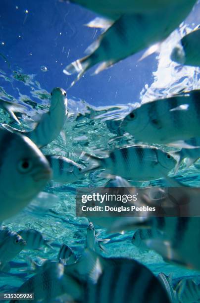 school of scissor-tail sergeant fish - aitutaki stock pictures, royalty-free photos & images