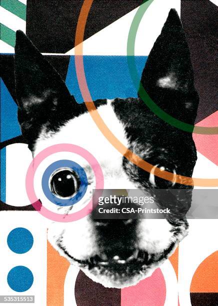 ilustraciones, imágenes clip art, dibujos animados e iconos de stock de terrier de boston - boston terrier
