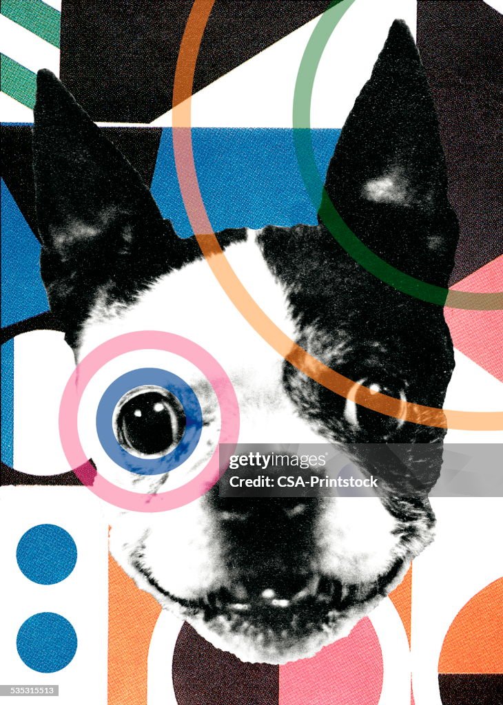 Boston Terrier
